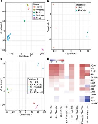 Distinct Lotus japonicus Transcriptomic Responses to a Spectrum of Bacteria Ranging From Symbiotic to Pathogenic